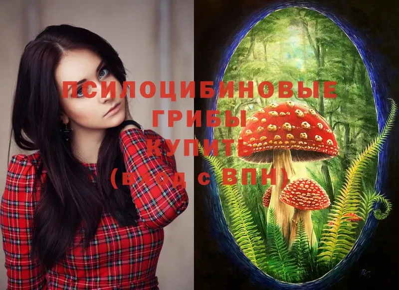 Псилоцибиновые грибы Psilocybine cubensis  Жигулёвск 